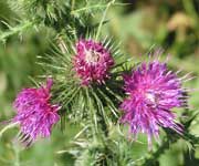 Distel, speerdistel, naar grote foto, 58 kB