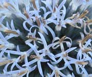 Distel, kogeldistel, naar grote foto, 43 kB