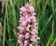 Orchis, vleeskleurige orchis, naar grote foto, 32 kB