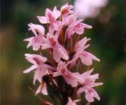 Orchis, vleeskleurige orchis, naar grote foto, 19 kB