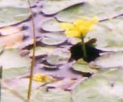 Watergentiaan, naar grote foto, 54 kB