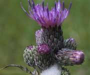 Distel, kale jonker, naar grote foto, 17 kB