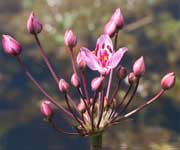 Zwanenbloem, naar grote foto, 25 kB