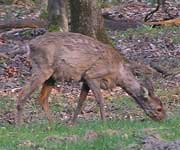 ree, reegeit, naar grote foto, 67 kB