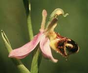 Orchis, bijenorchis, naar grote foto, 13 kB
