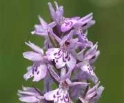 Orchis, bosorchis, naar grote foto, 19 kB