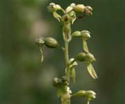 Orchis, grote keverorchis, naar grote foto, 14 kB